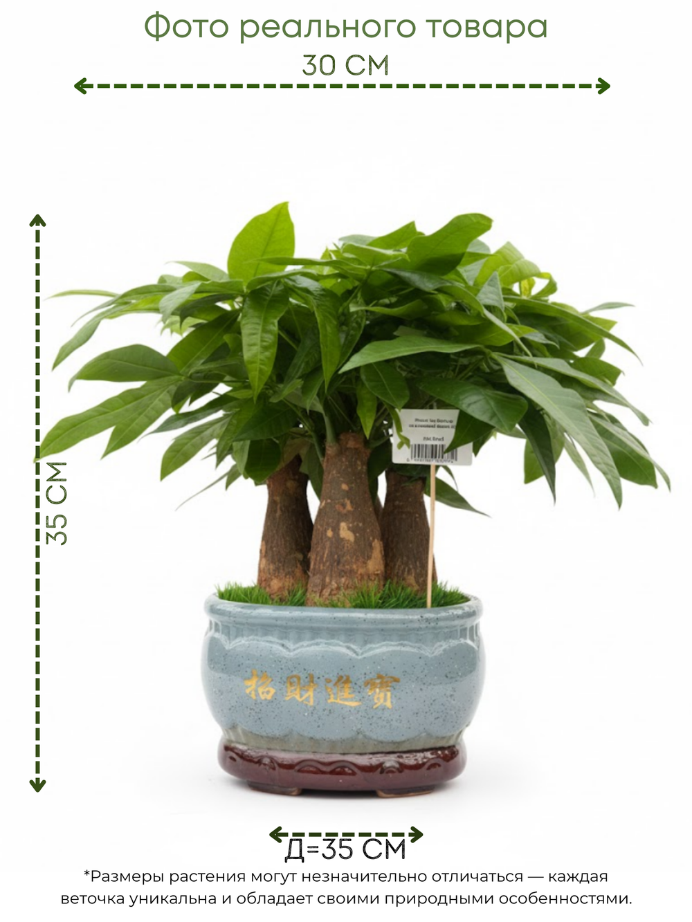 Пахира Five Blessings керамический