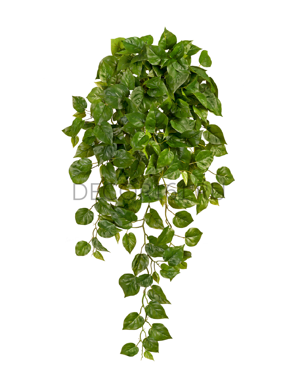 Филодендрон Элегант ампельный большой новый в-90 см (Sensitive Botanic) 6/24 20.1378XL