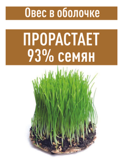 Овес для настоев, 3 кг для запаривания заваривания в оболочке неочищенный в шелухе