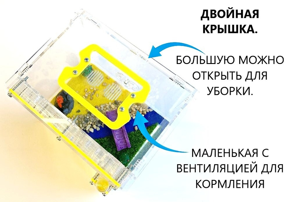 Муравьиная ферма с муравьями