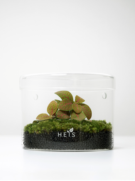 Экосистема Цилинд с фиттонией