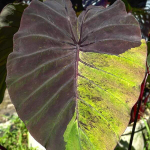 Колоказия BUSHIDO