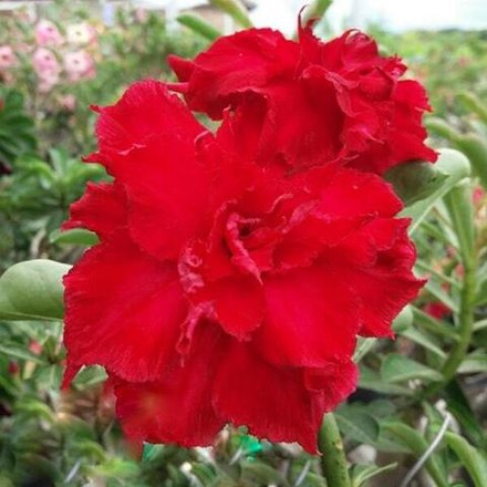 Адениум BATAVIA