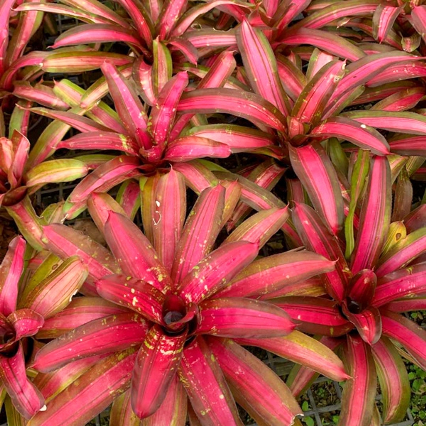 Очередная порция роскошных красоток-неорегелий