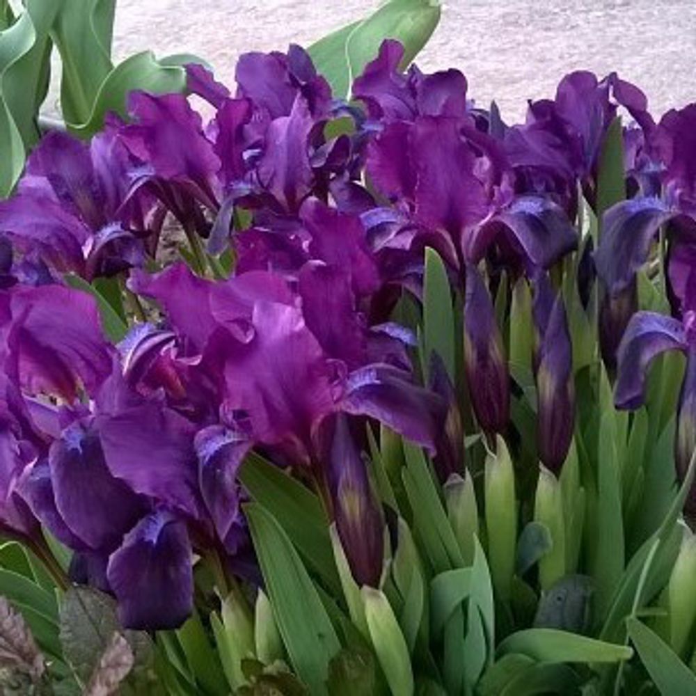 Ирис violette бордюрный