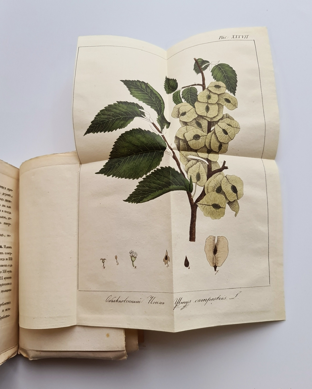 "Карманная дендрология важнейших и употребительнейших пород при кораблестроении (Описание пород деревьев)". П.Г.Орловский. 1835г. - редкая книга