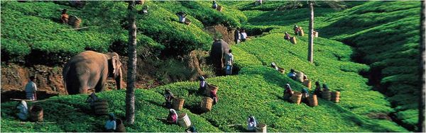 АРОМАТЫ ЦЕЙЛОНА: ШОУЛЕНДС