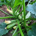 Арал F1 семена кабачка (Sakata / Саката)