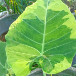 Колоказия YELLOW ANDAMAN