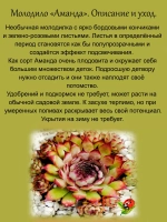 Молодило Аманда двухцветное каменная роза