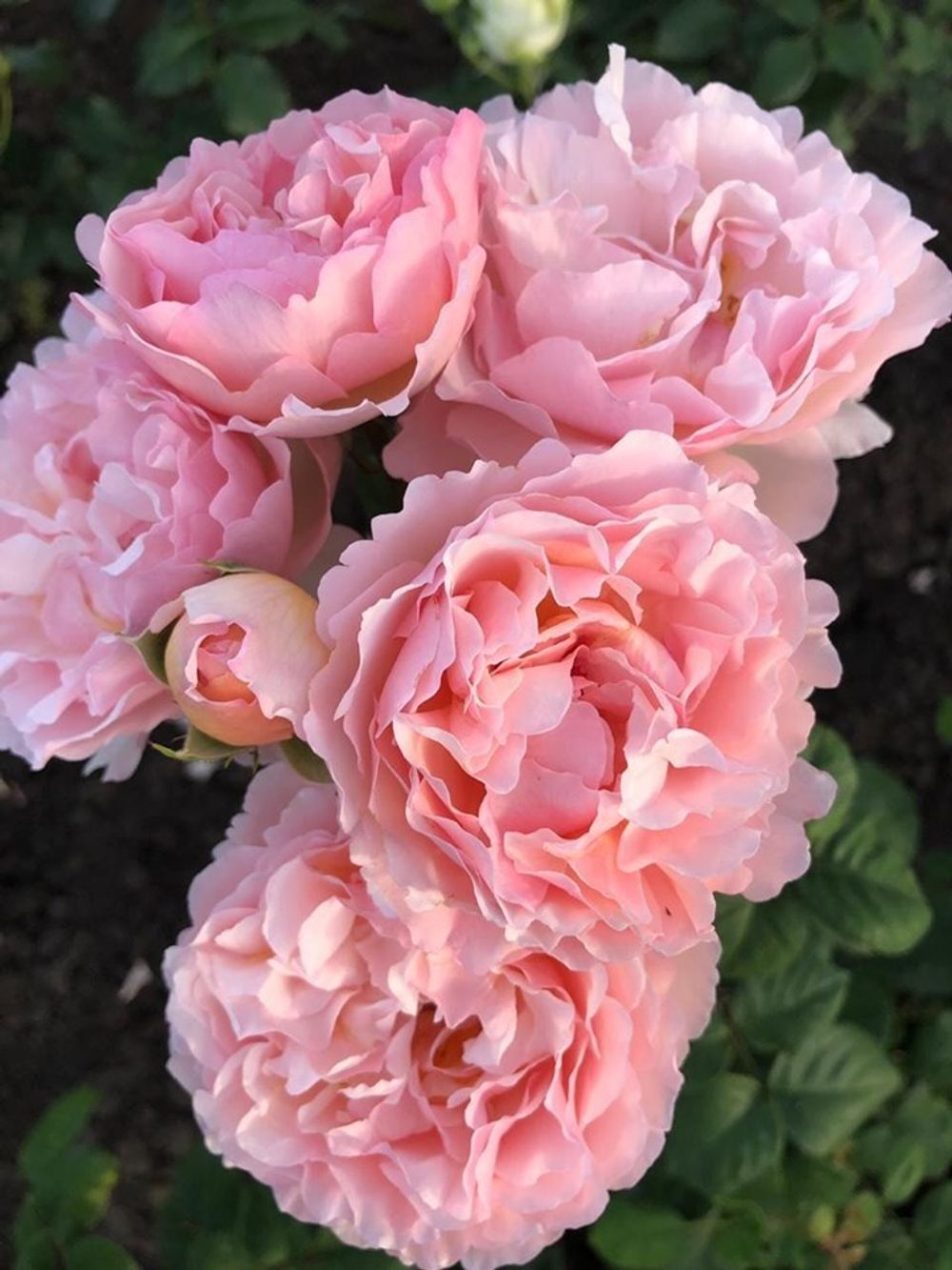 Принцесс Шарлен Де Монако (Princesse Charlene De Monaco)