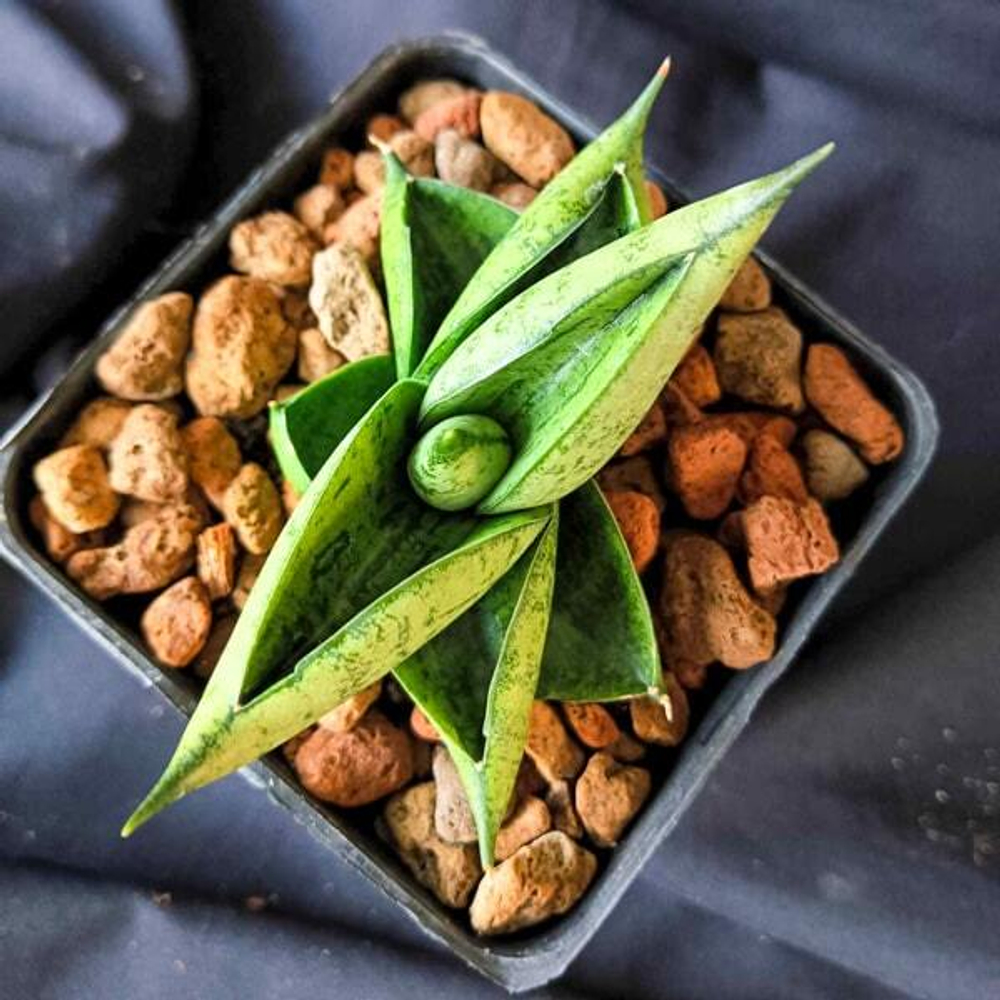 Сансевиерия PUMPUI