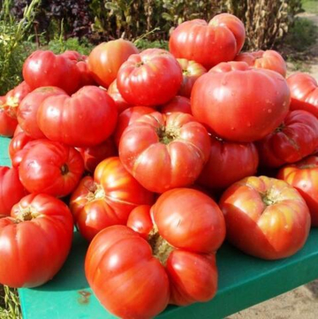 Легендарная Сызранская Розовая Ранняя Помидора