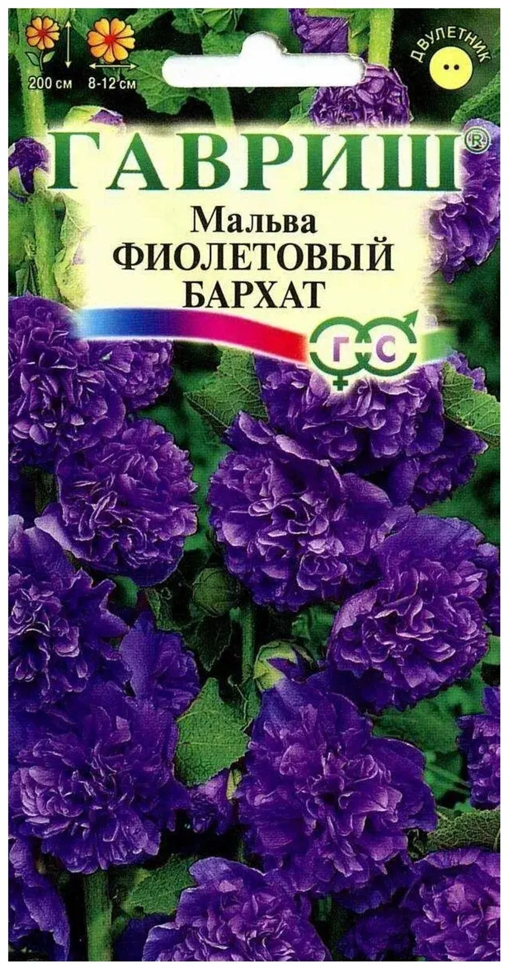 Мальва Фиолетовый бархат
