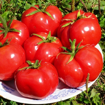 Помидоры Nectarine – Нектарин