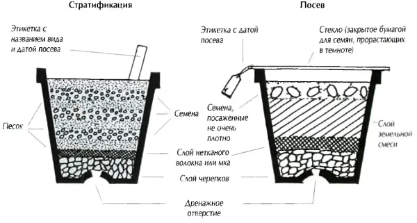 Первые дела декабря в саду: укрытия и стратификация семян Первые дела декабря в саду: укрытия и стратификация семян