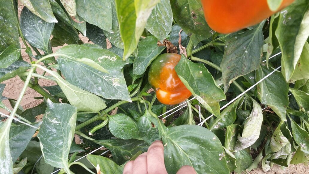 болгарский красный перец. зеленый перец, желтый перец- Египет