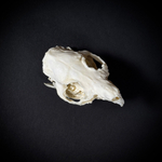 Череп морской свинки