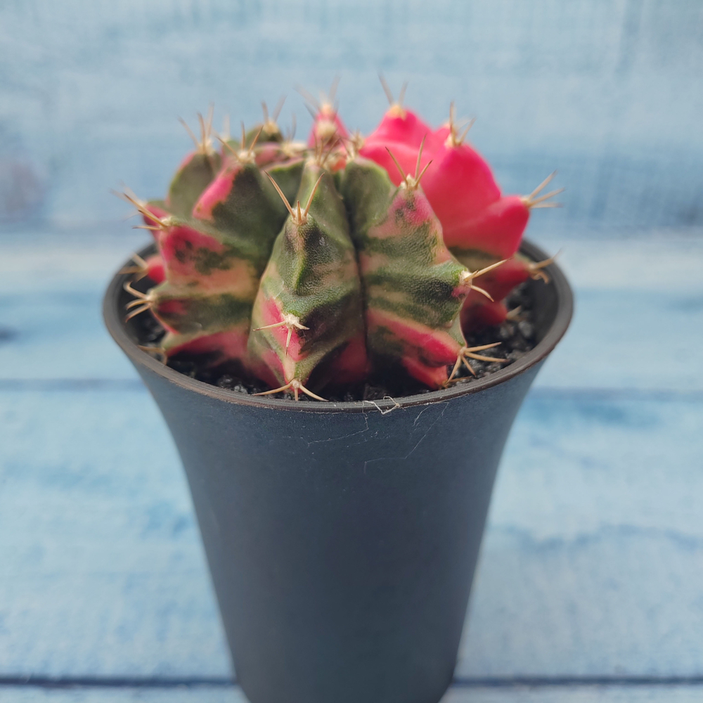 Gymnocalycium Variegata (Гимнокалициум Вариегатный)