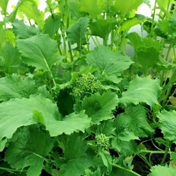 Брокколетти Рапини Итальянская Листовая Брокколи  - Rapini Broccoletti