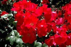 Робуста (Robusta)