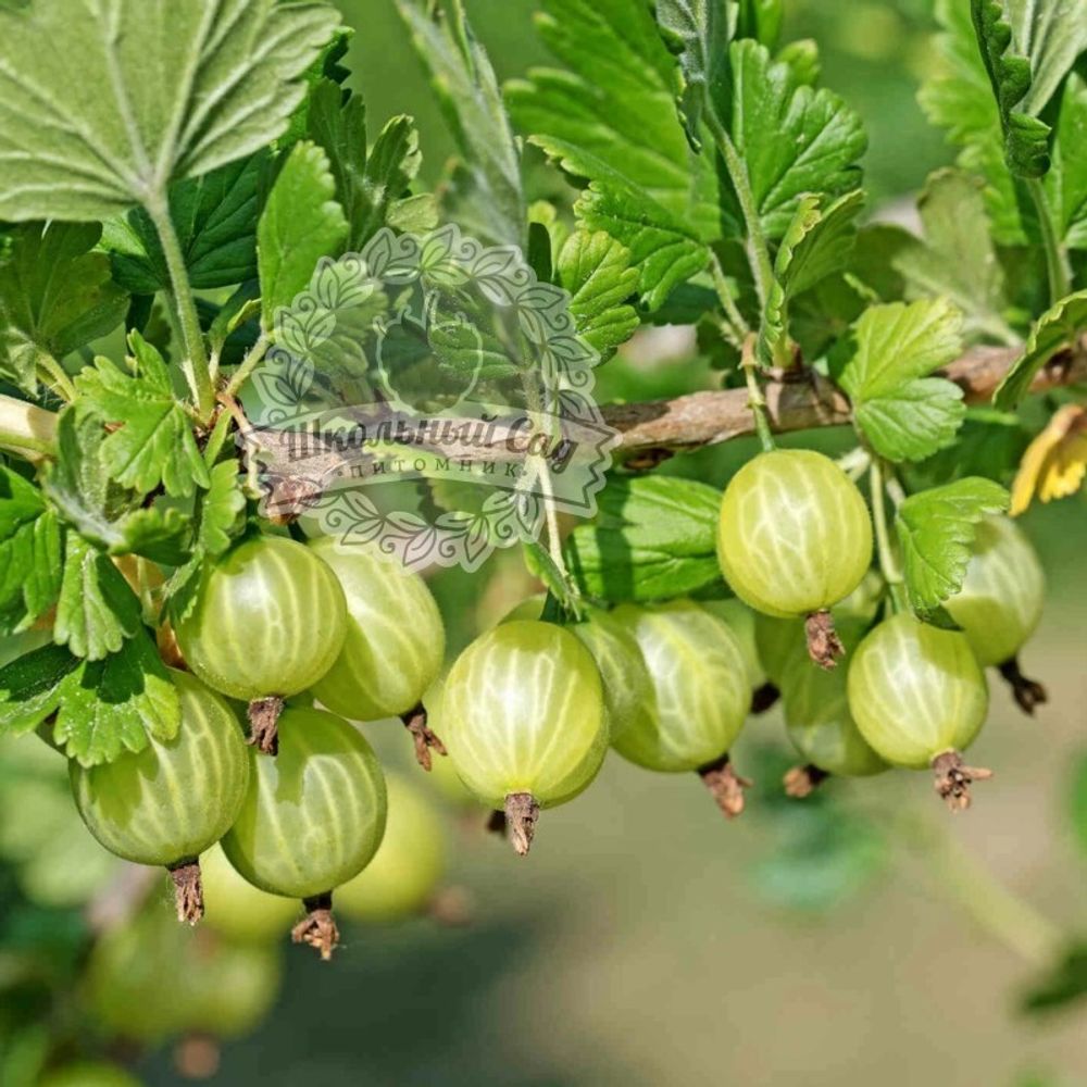 Крыжовник Балтийский