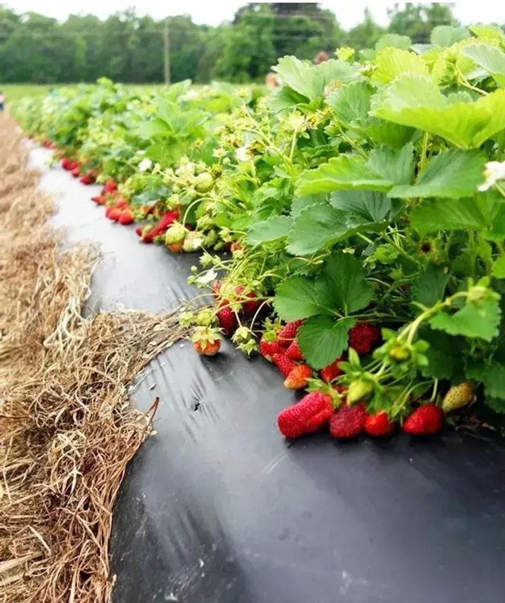 Пленка техническая полиэтиленовая 150 мкм черная (рукав 1.5*10, 30 кв.м.)