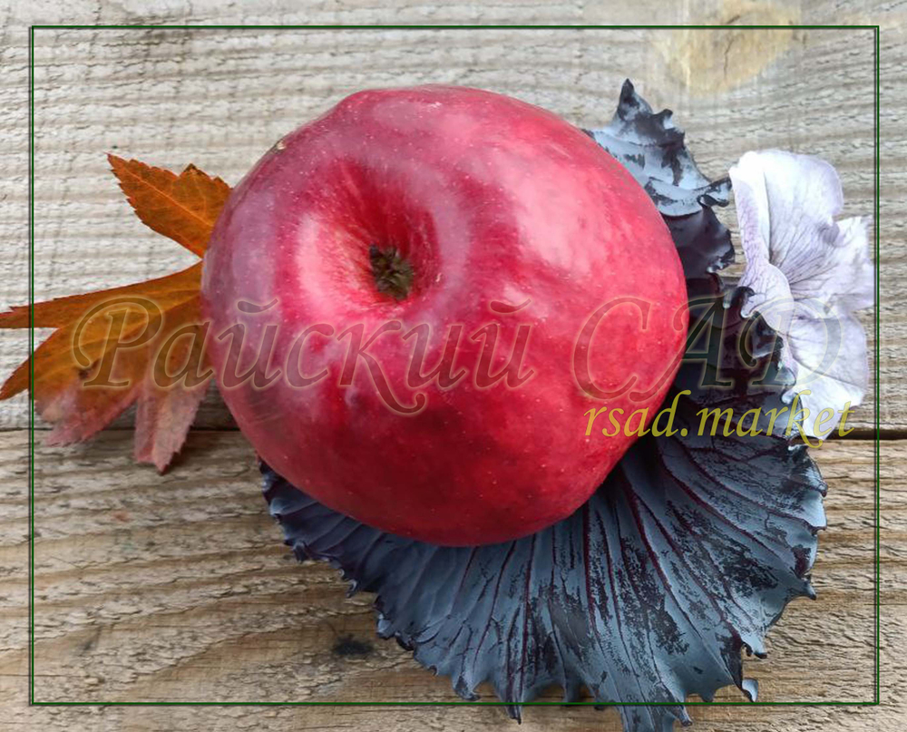 Яблоня Норрис