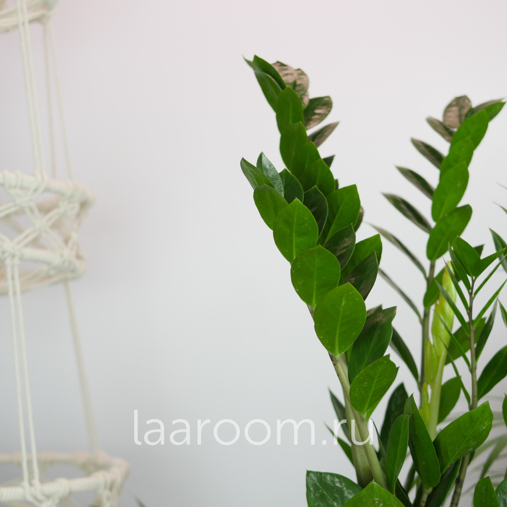 Замиокулькас 17/60