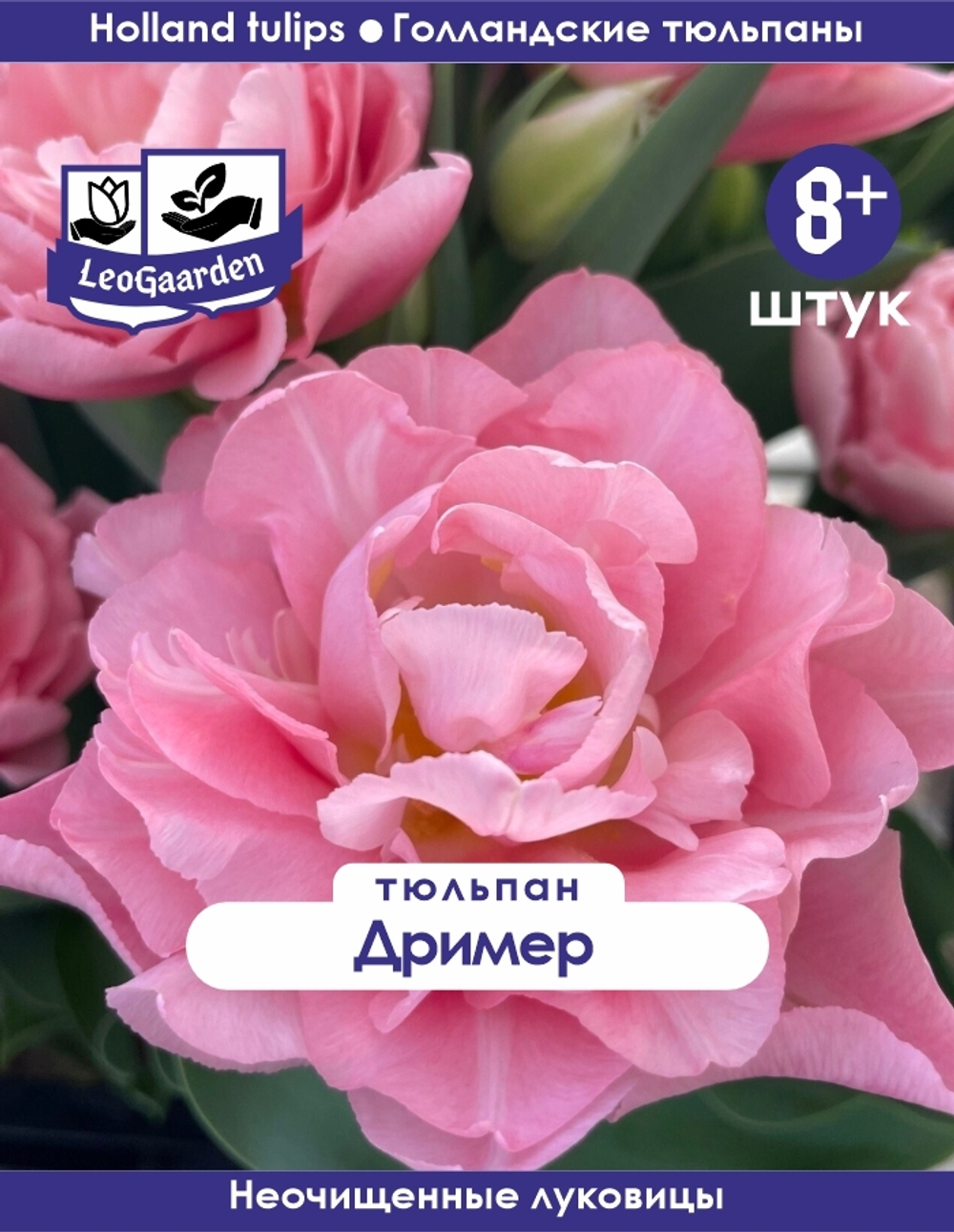Тюльпан Луковица, Дример, 8+ шт