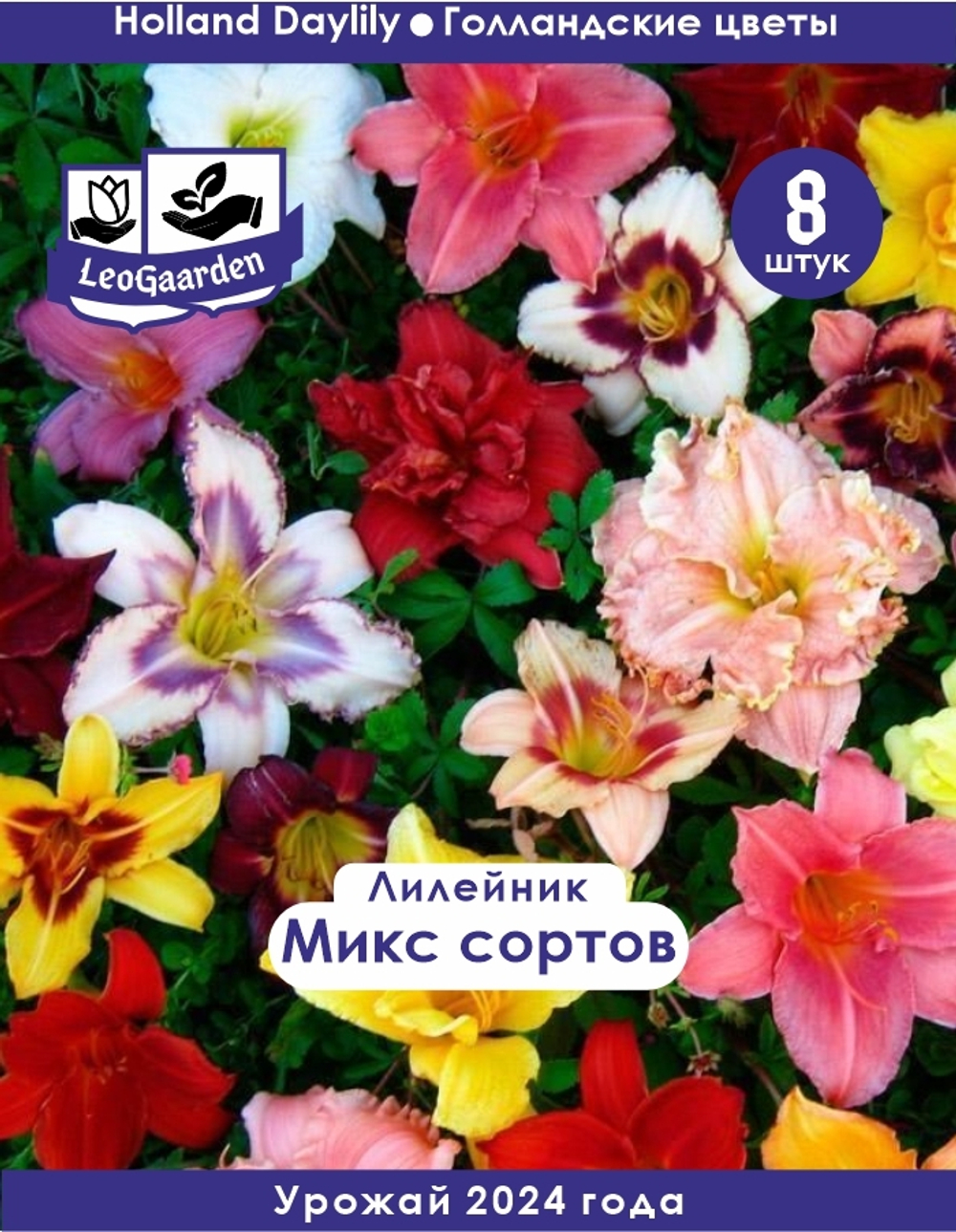 Лилейник Корневище, микс сорта, 8шт