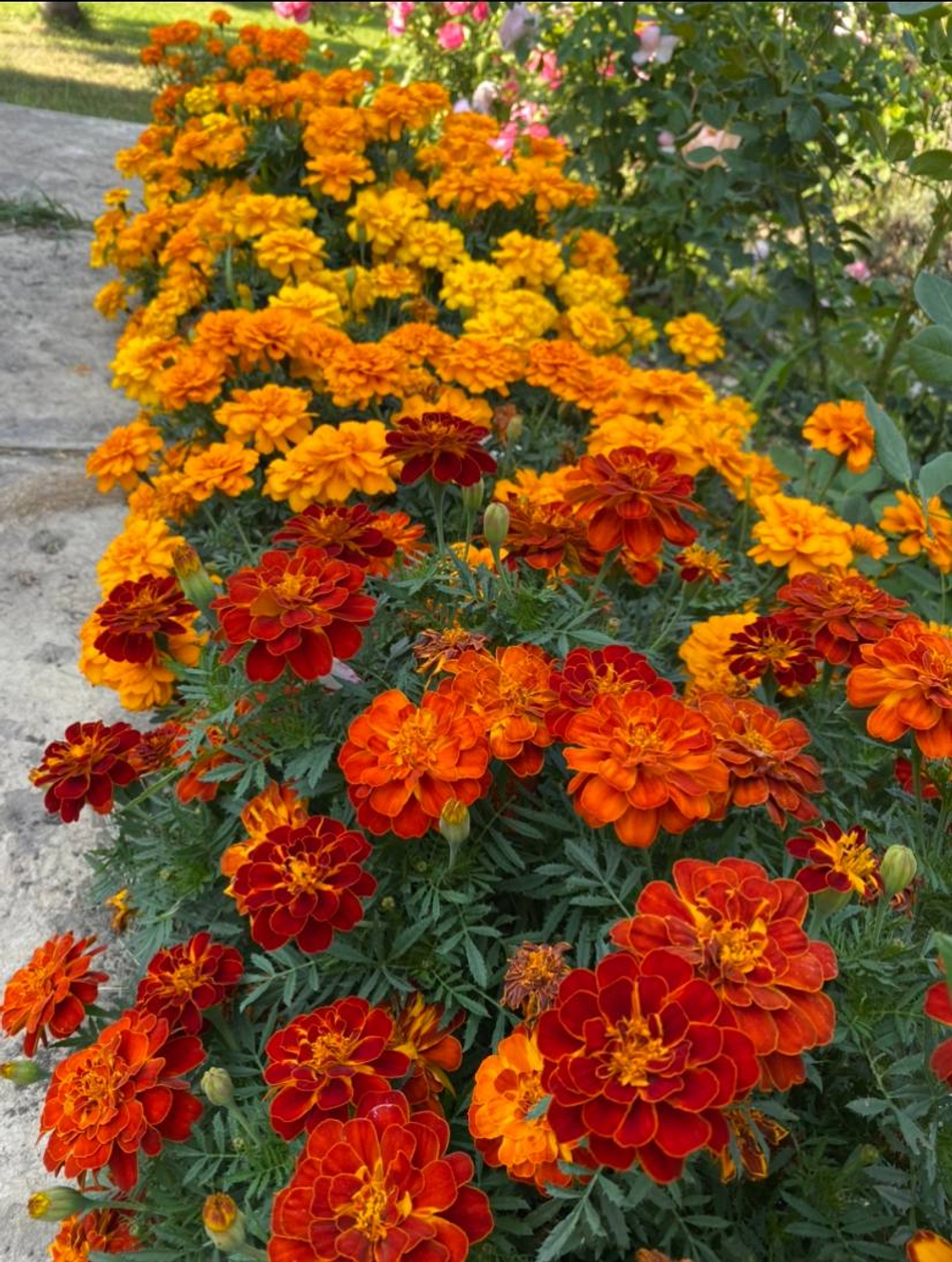 Бархатцы сортовые, большой пакет семян