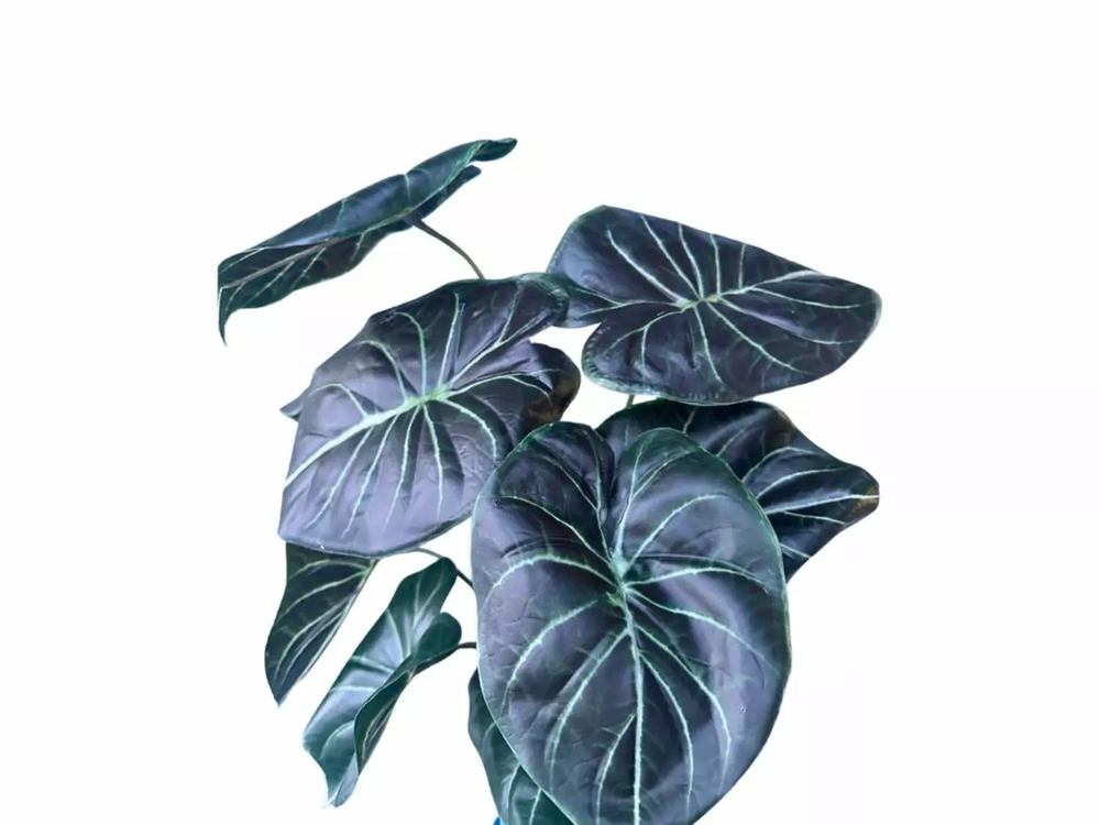 Алоказия Black