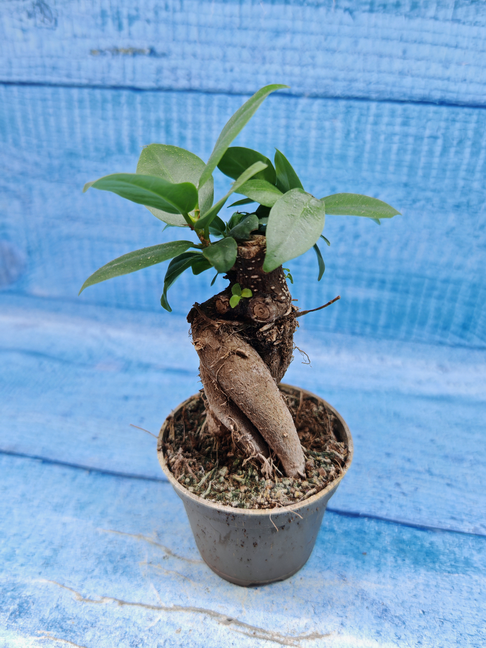 Ficus Microcarpa (Фикус Микрокарпа)