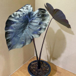 Колоказия BLACK CORAL (М8)