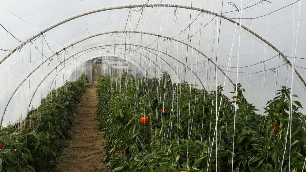 болгарский красный перец. зеленый перец, желтый перец- Египет