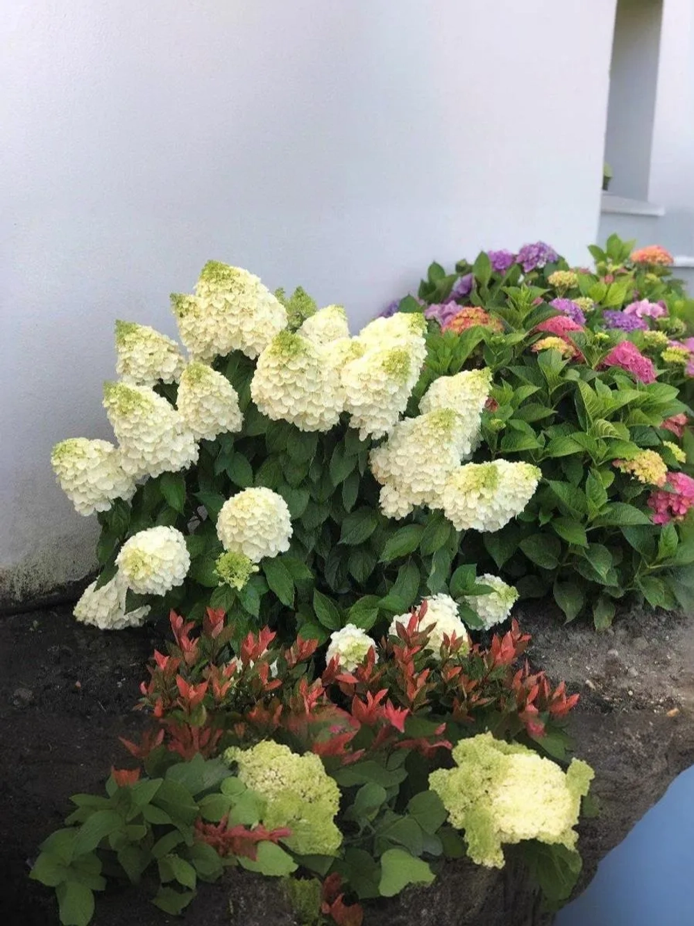 Гортензия метельчатая Мэджикал Мунлайт