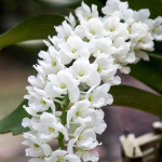 Орхидея ринхостилис RHY GIGANTEA WHITE