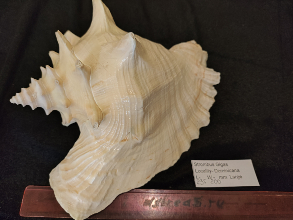 Стромбус Гигас "230-250мм"