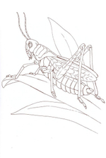 Альбом для раскрашивания полноцветный. Раскраски