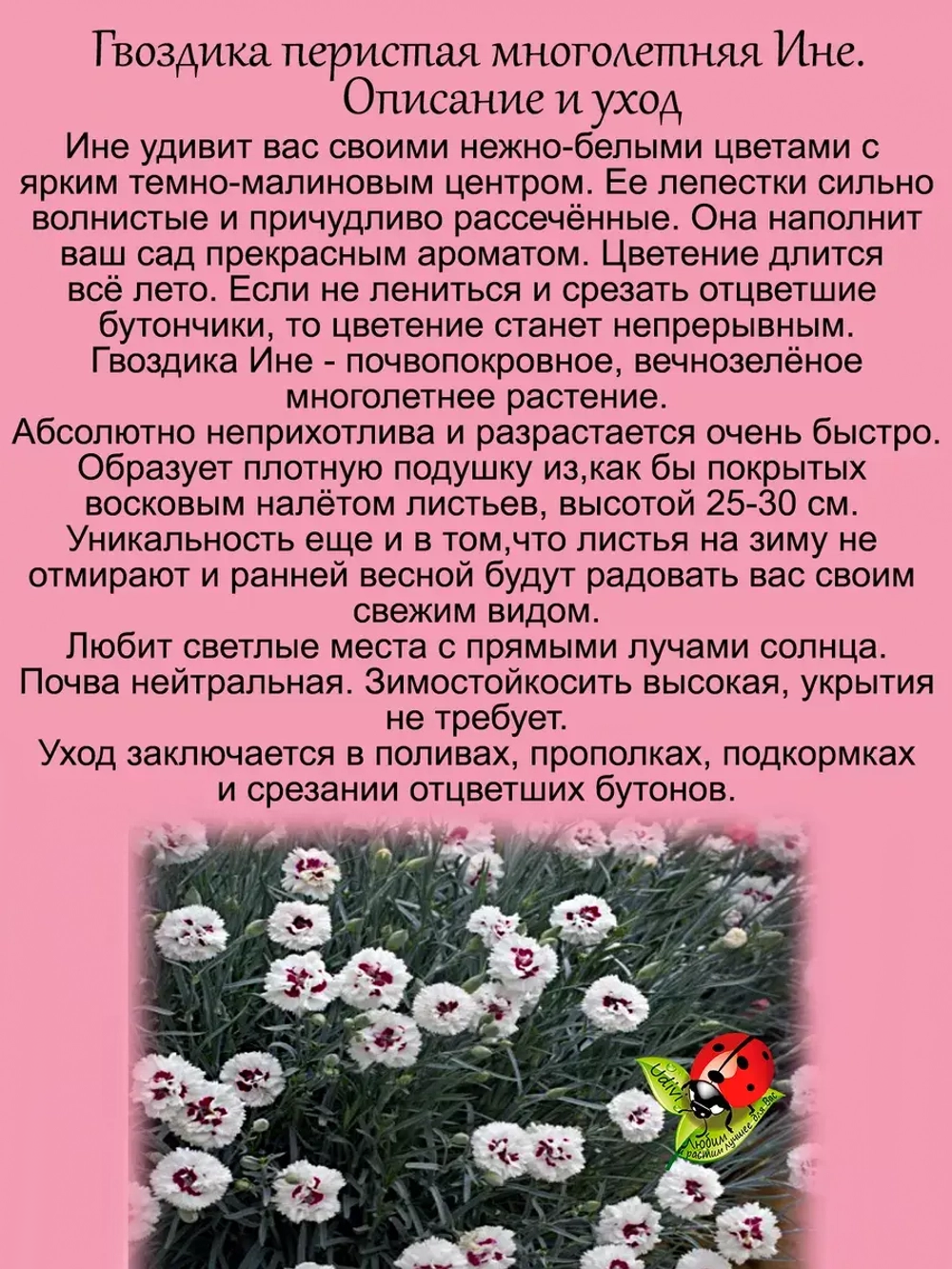 Гвоздика Ине многолетняя бордюрная
