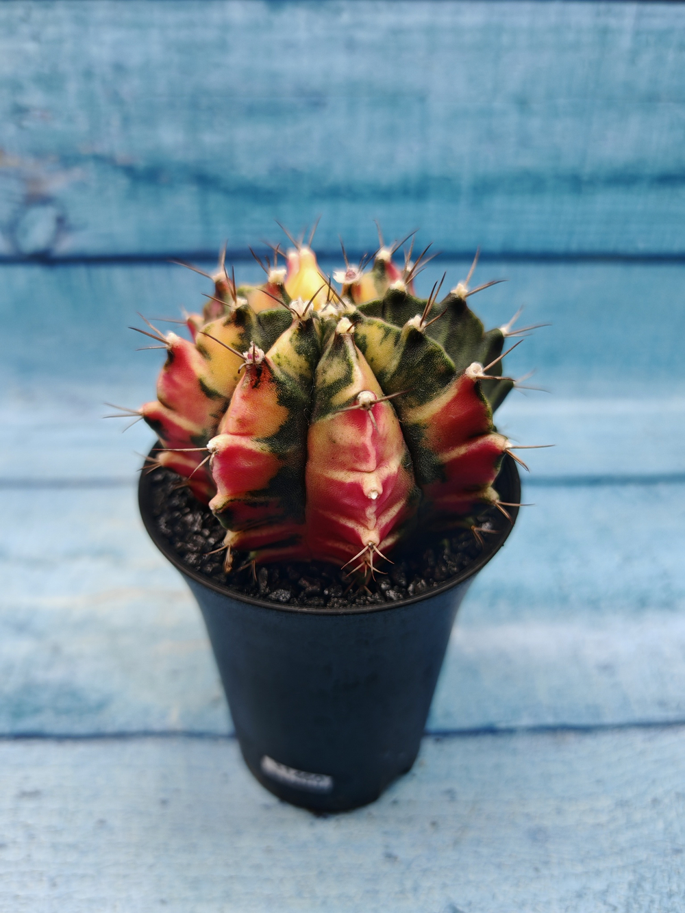 Gymnocalycium Variegata (Гимнокалициум Вариегатный)