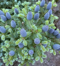 Пихта корейская Блю Эмпериор Р9 10-15см Закупка М62 апрель-май 2026