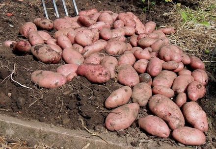 Редкий картофель
