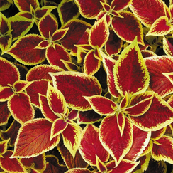 КОЛЕУС БЛЮМЕ KONG MIX EMPIRE (PanAmerican | Alexagro)