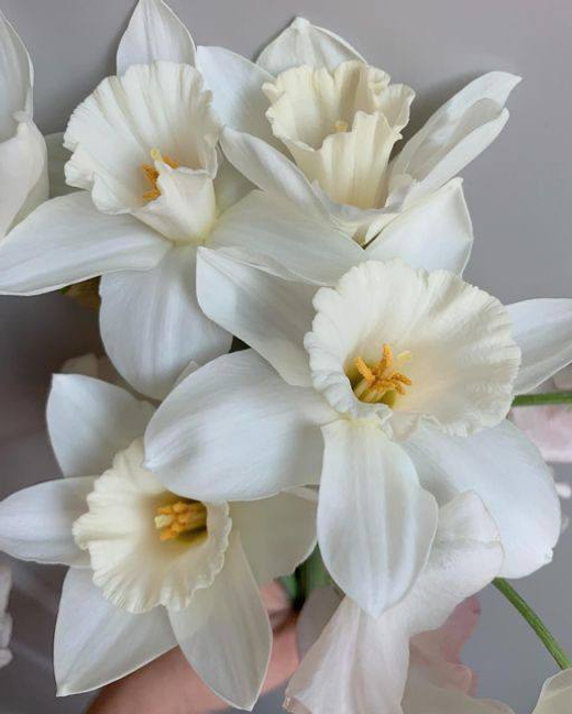 Нарцисс Маунт Худ Закупка М79 сентябрь 2026