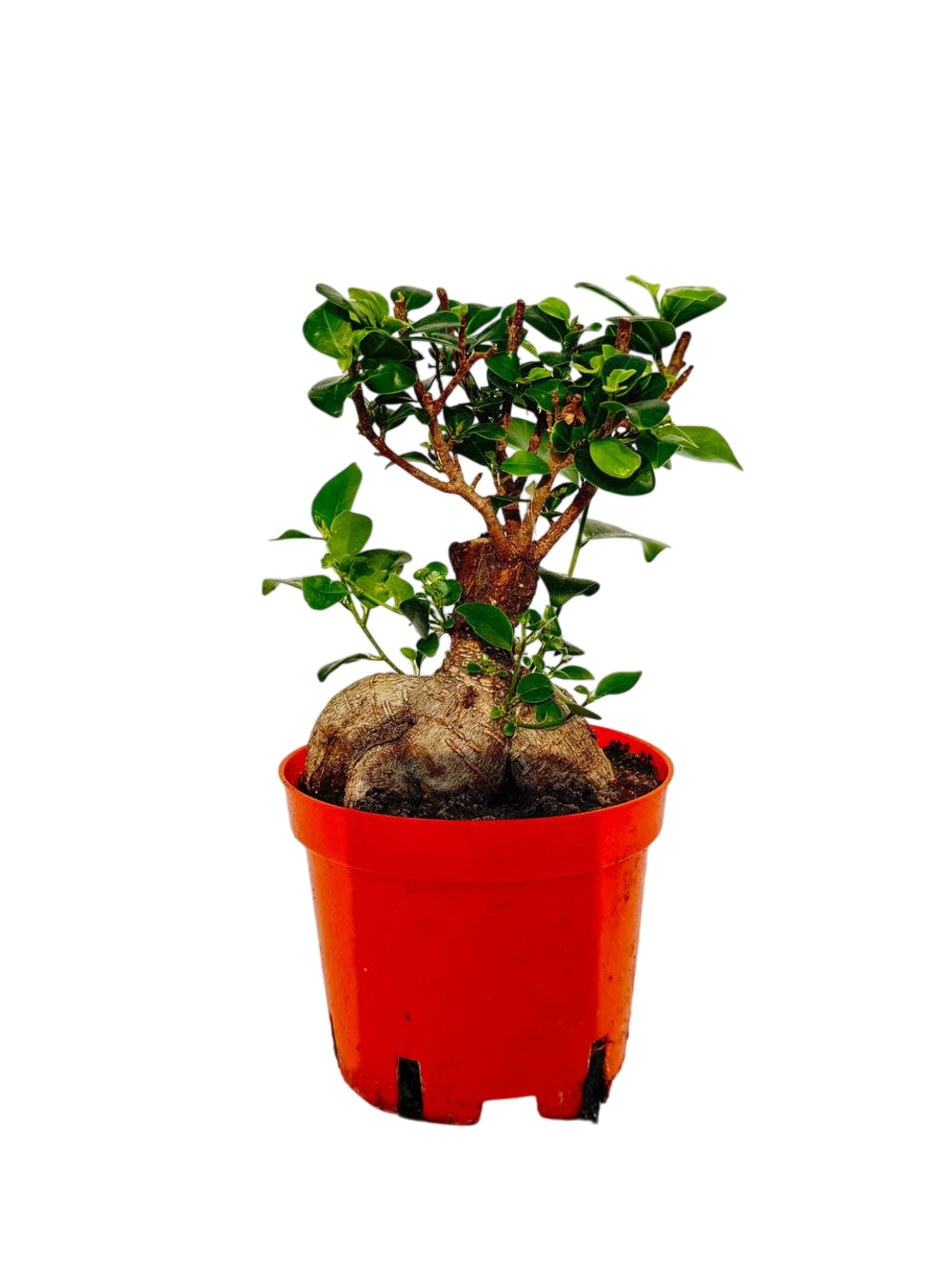 Фикус Гинсенг д.13 СП