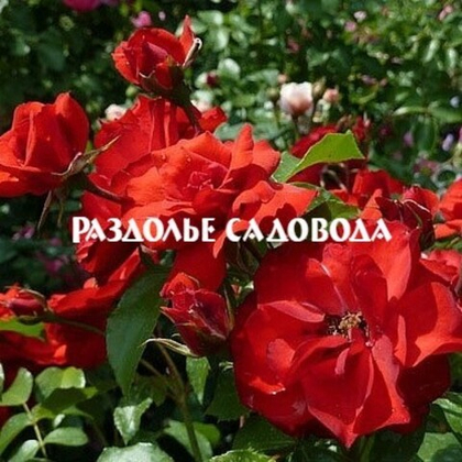 Роза флорибунда Ла Севильяна