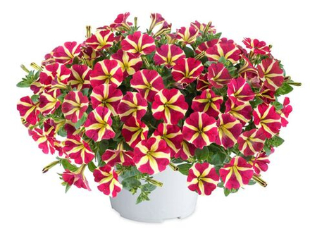 Петуния AMORE QUEEN OF HEARTS