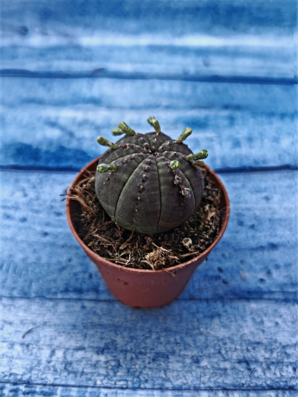 Euphorbia Obesa (Эуфорбия)